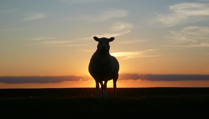 2026 Yılı Kurban Hizmetlerinin Uygulanmasına Dair Tebliğ Resmî Gazete’de Yayımlandı